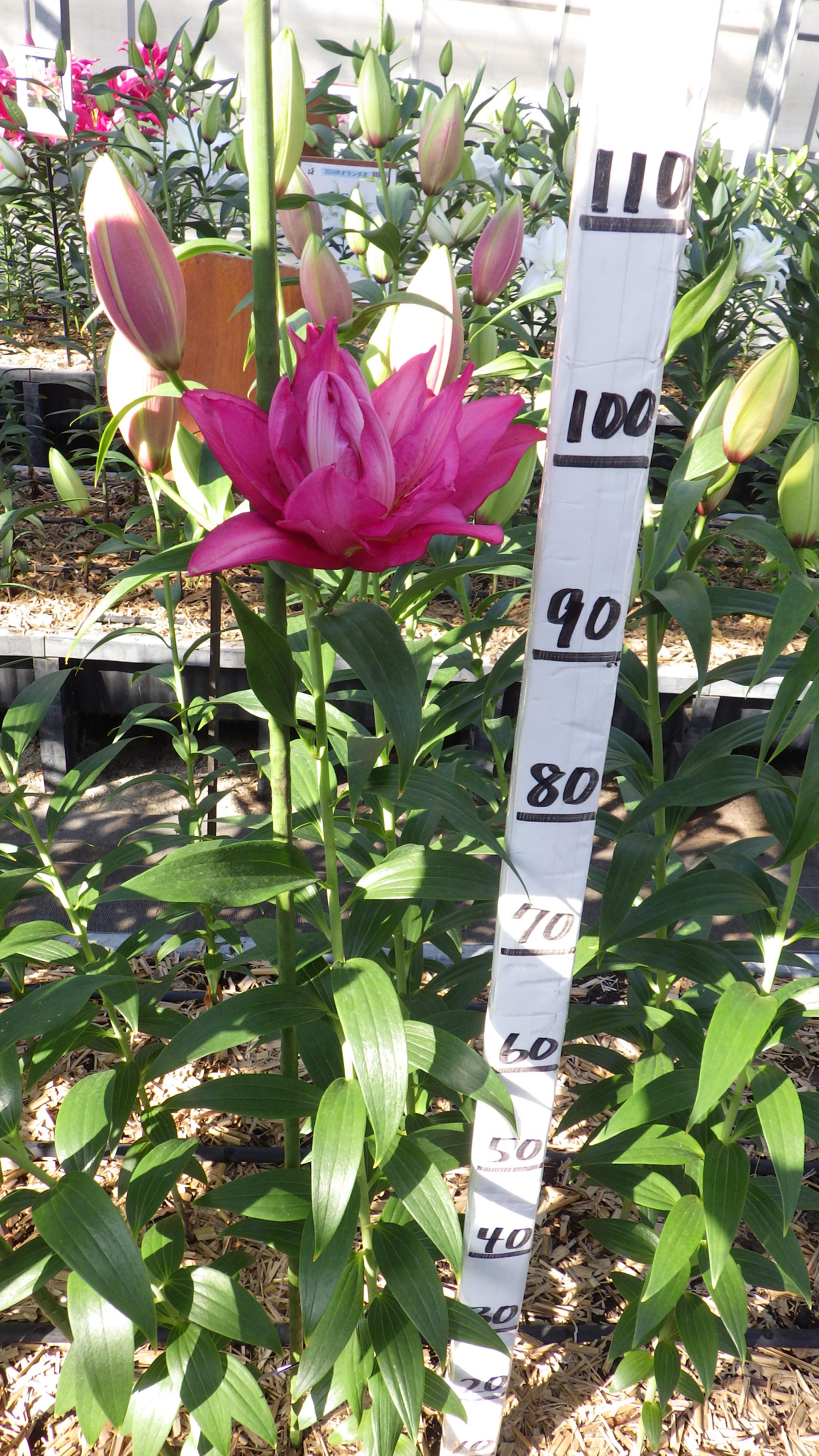 RL フロレッタ(八重）